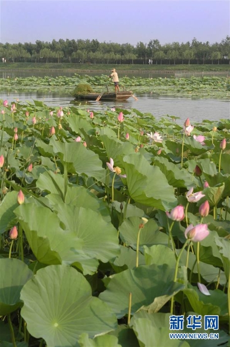 （图文互动）（12）一淀芦苇一淀金——雄安新区踏访记