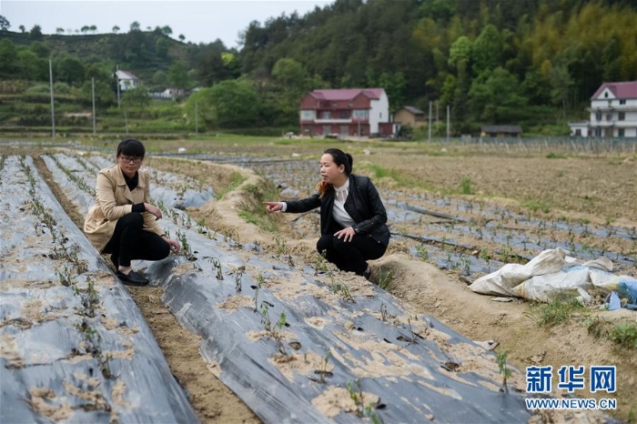 （脱贫攻坚）（14）青春在大别山脱贫攻坚一线绽放