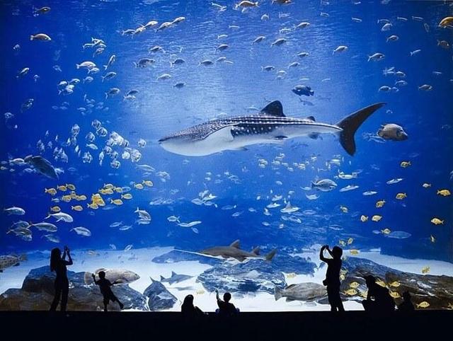 世界十大水族馆，最大的在中国，你一定想去看看
