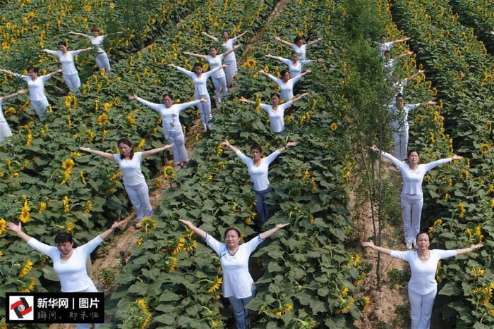 #（社会）（5）向阳花海练瑜伽