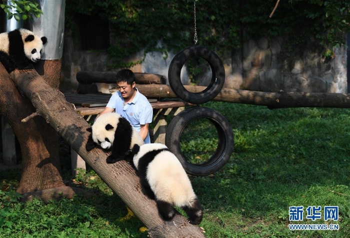 （社会）（3）“大熊猫奶爸”的小幸福
