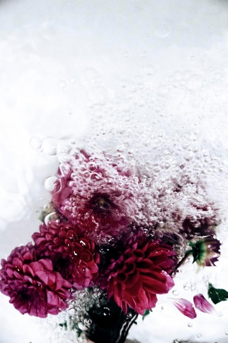《三峰摄影》氤氲水汽中娇艳的花朵