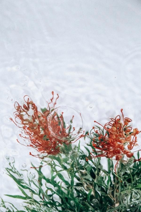 《三峰摄影》氤氲水汽中娇艳的花朵