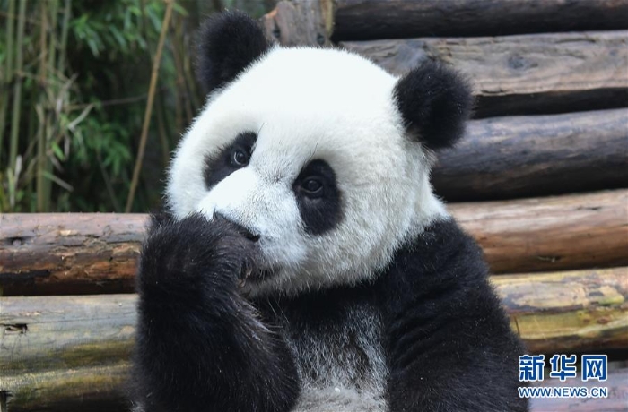 （社会）（1）全球圈养大熊猫种群规模达520只