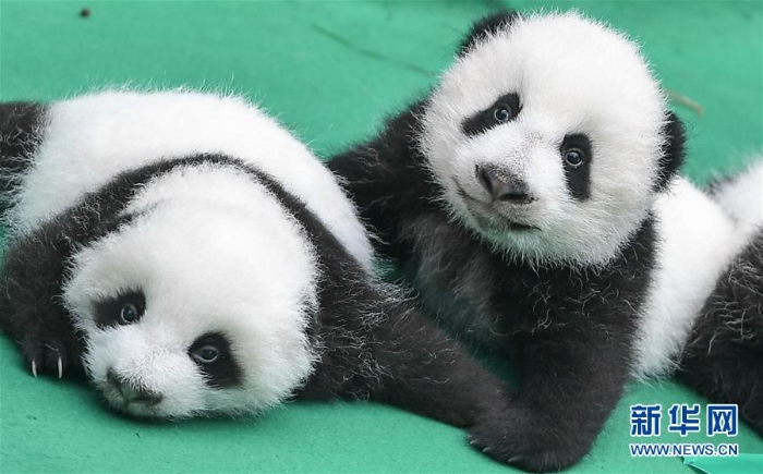 （社会）（2）全球圈养大熊猫种群规模达520只