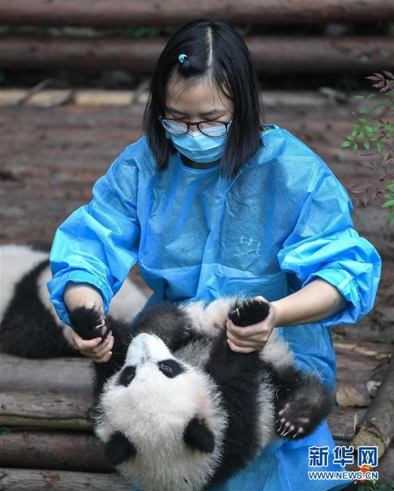 （社会）（4）全球圈养大熊猫种群规模达520只