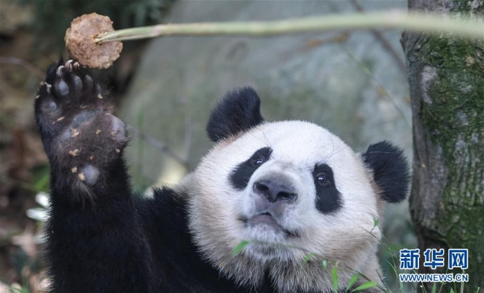 （社会）（5）全球圈养大熊猫种群规模达520只