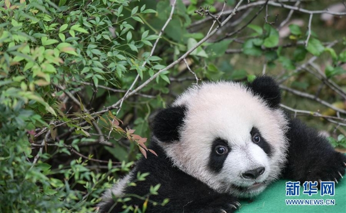 （社会）（6）全球圈养大熊猫种群规模达520只