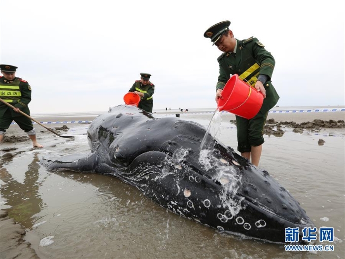 #（社会）（2）江苏启东：营救搁浅座头鲸