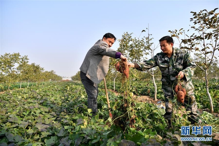 （奋进新时代）（7）河南平顶山：现代生态循环农业助力乡村振兴