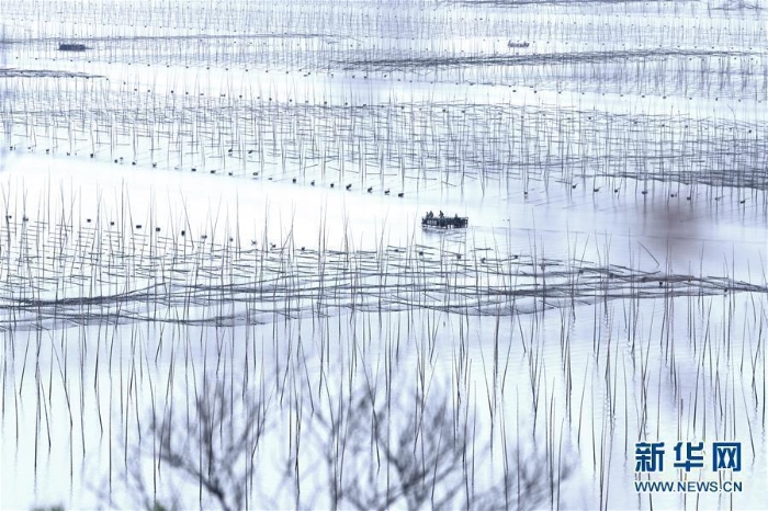 （经济）（7）福建霞浦：“海上农场”紫菜丰收