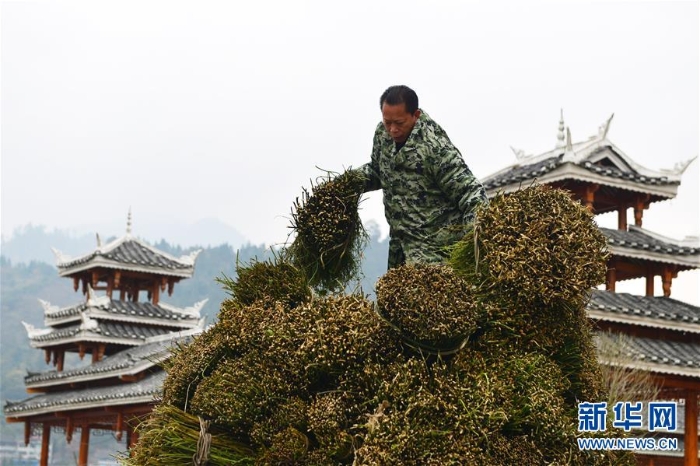 #（经济）（1）贵州剑河：钩藤中药材市场购销两旺