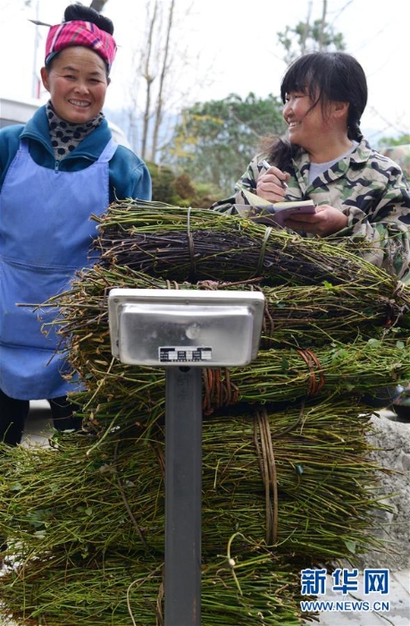 #（经济）（4）贵州剑河：钩藤中药材市场购销两旺