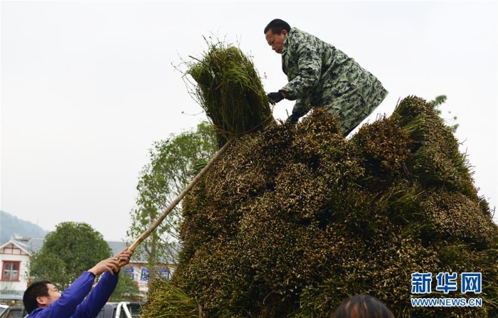 #（经济）（5）贵州剑河：钩藤中药材市场购销两旺