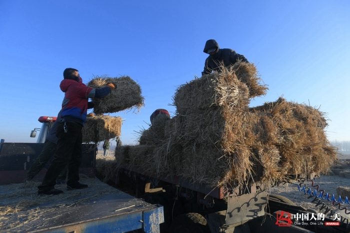 中国人的一天中国人的一天2901期：冬日里的秸秆捆装者 草垛旁吃饭喝带冰碴的水