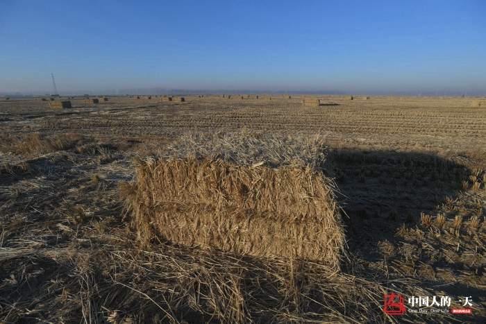 中国人的一天中国人的一天2901期：冬日里的秸秆捆装者 草垛旁吃饭喝带冰碴的水