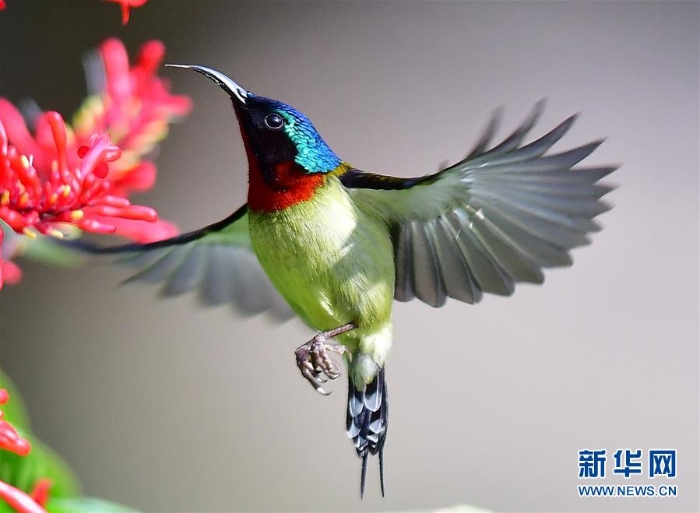 （图文互动）（2）特写：冬季到福州来看太阳鸟