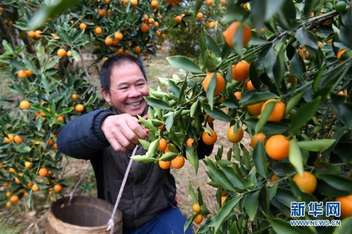 （社会）（4）广西融安金橘上市