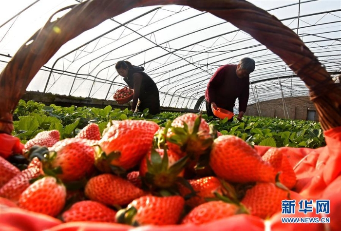 #（经济）（3）山东沂源：“车间草莓”助增收