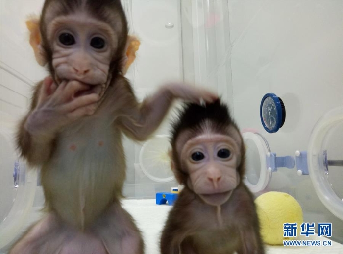 （科技）（1）世界生命科学重大突破！ 两只克隆猴在中国诞生