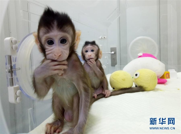 （科技）（2）世界生命科学重大突破！ 两只克隆猴在中国诞生