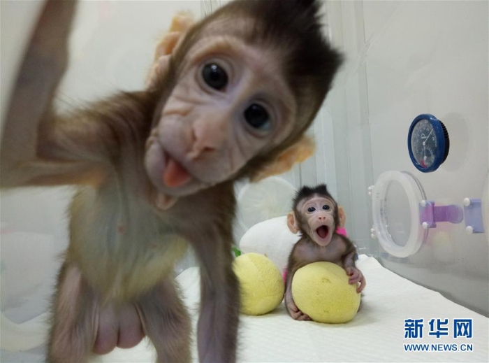 （科技）（3）世界生命科学重大突破！ 两只克隆猴在中国诞生