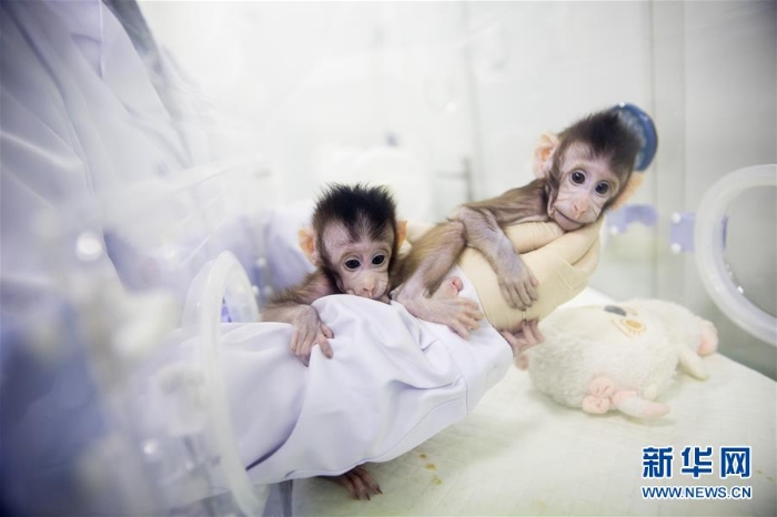 （科技）（9）世界生命科学重大突破！ 两只克隆猴在中国诞生