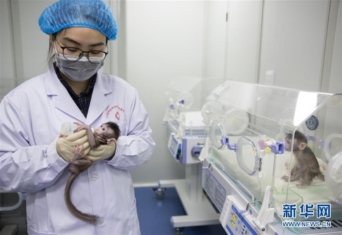 （科技）（10）世界生命科学重大突破！ 两只克隆猴在中国诞生