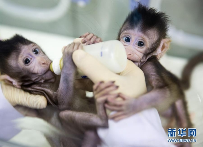 （科技）（11）世界生命科学重大突破！ 两只克隆猴在中国诞生