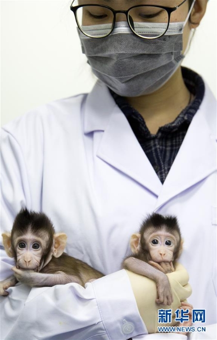 （科技）（13）世界生命科学重大突破！ 两只克隆猴在中国诞生