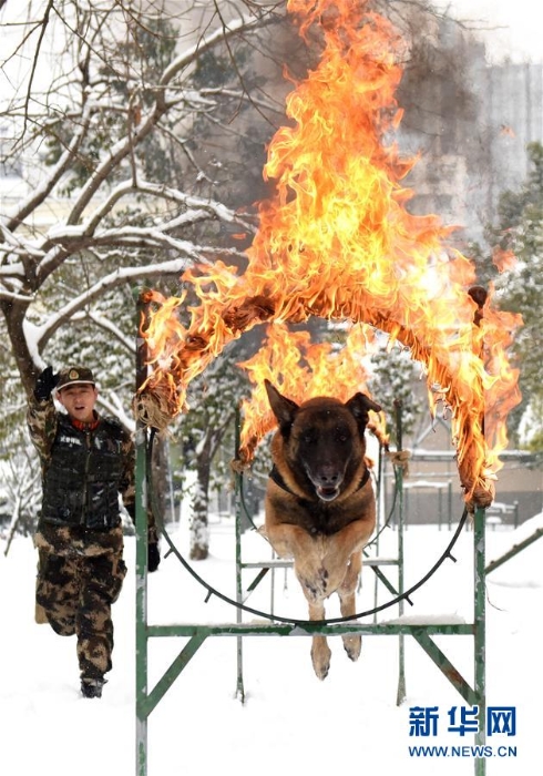 #（图片故事）（1）萌犬·奇兵·战友