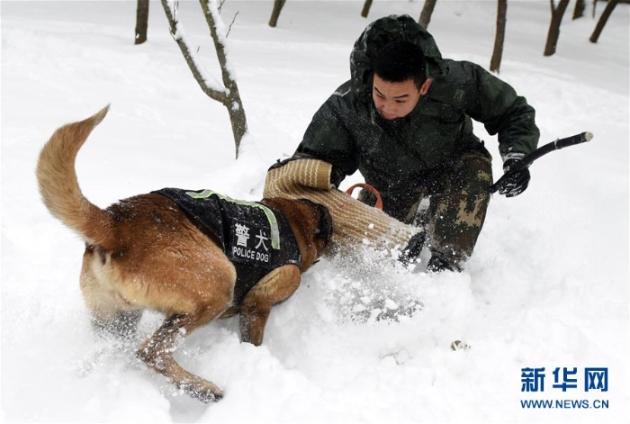 #（图片故事）（2）萌犬·奇兵·战友