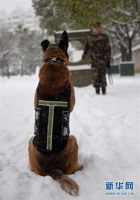 #（图片故事）（5）萌犬·奇兵·战友