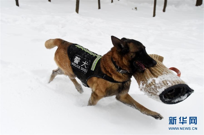 #（图片故事）（8）萌犬·奇兵·战友