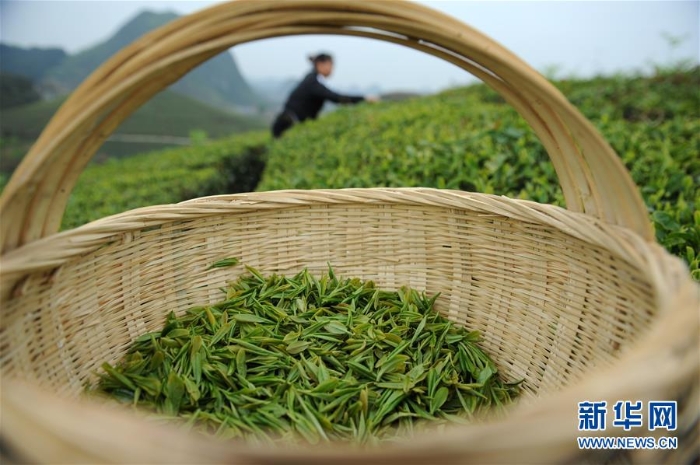 （社会）（5）黔中春茶开采