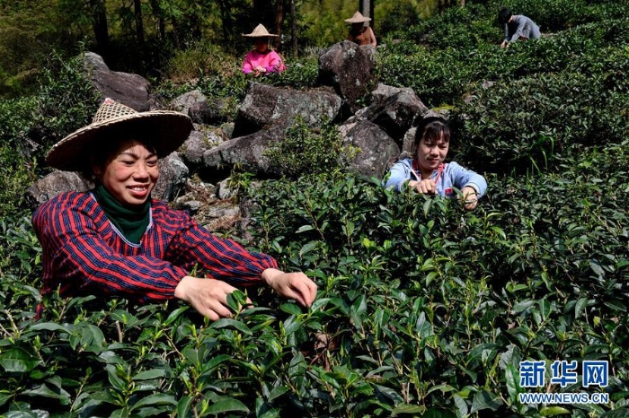 （经济）（4）一片叶子，成就一个乡村