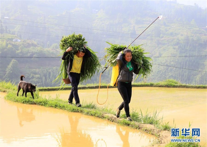 #（XHDW）（3）贵州榕江：苗寨迎来开犁节