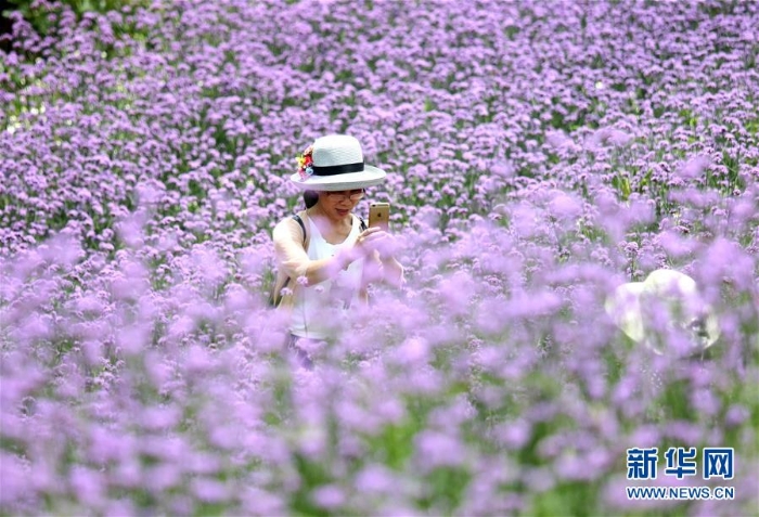 （社会）（3）花开迎客来