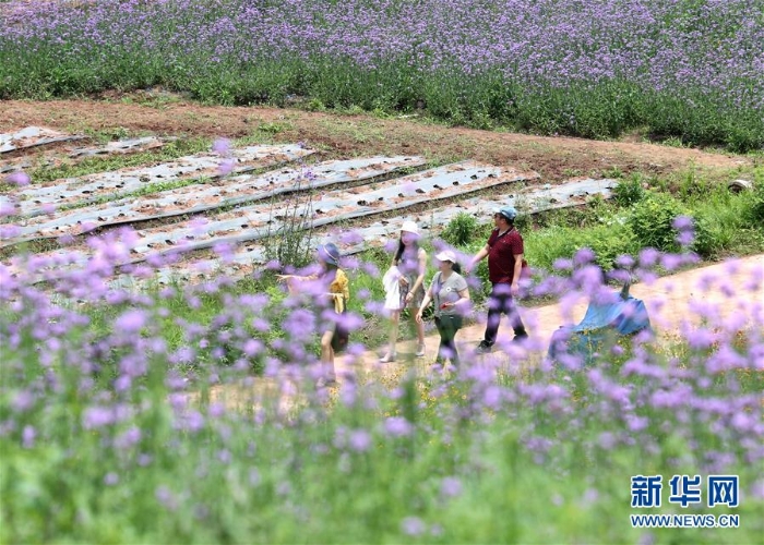 （社会）（4）花开迎客来