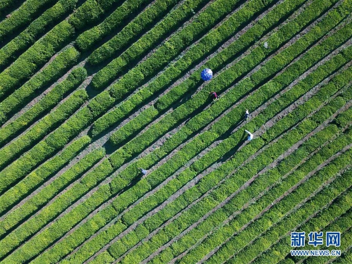 #（经济）（4）夏茶采摘忙