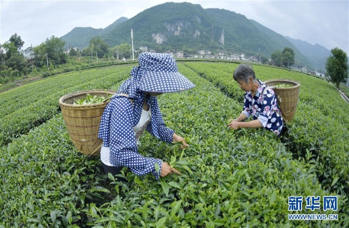 #（经济）（5）夏茶采摘忙