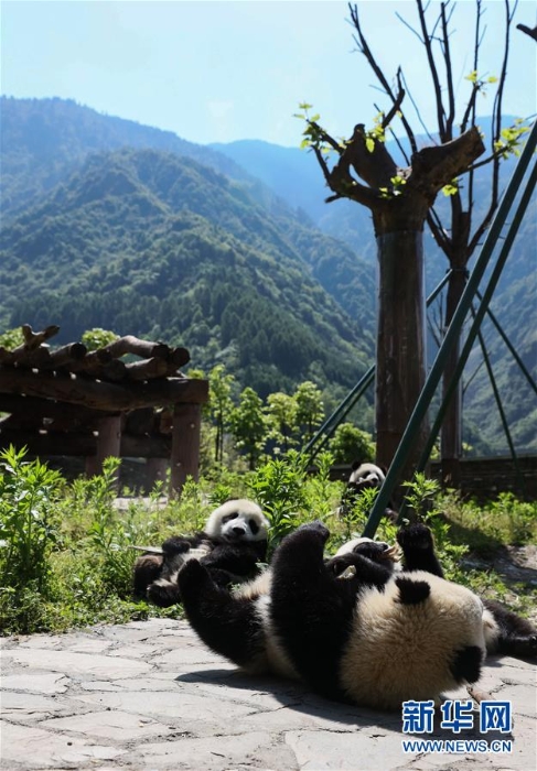 （社会）（3）藏在绿水青山间的大熊猫“幼儿园”