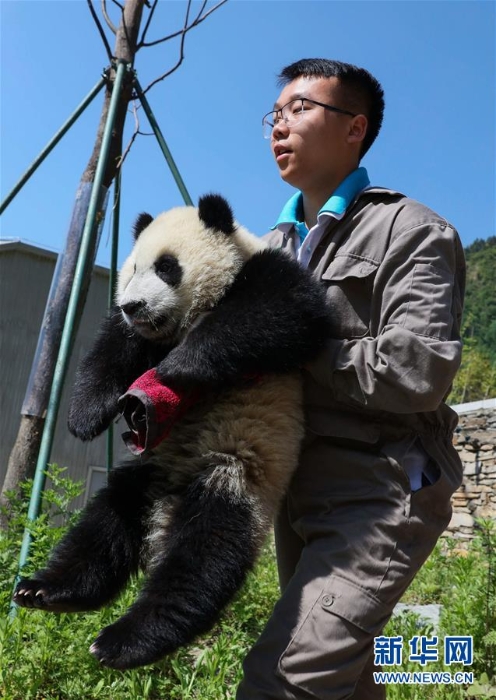 （社会）（4）藏在绿水青山间的大熊猫“幼儿园”