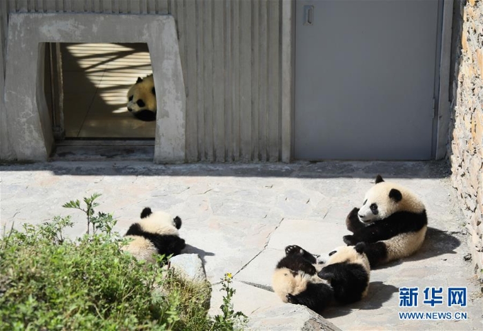 （社会）（5）藏在绿水青山间的大熊猫“幼儿园”