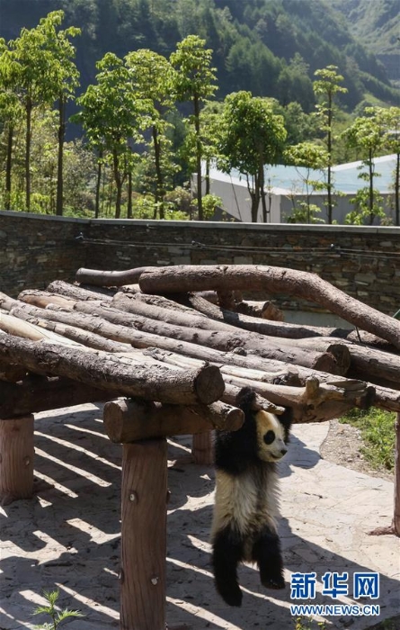 （社会）（7）藏在绿水青山间的大熊猫“幼儿园”