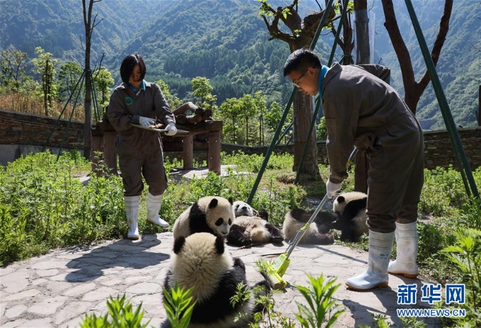 （社会）（8）藏在绿水青山间的大熊猫“幼儿园”