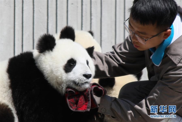 （社会）（11）藏在绿水青山间的大熊猫“幼儿园”