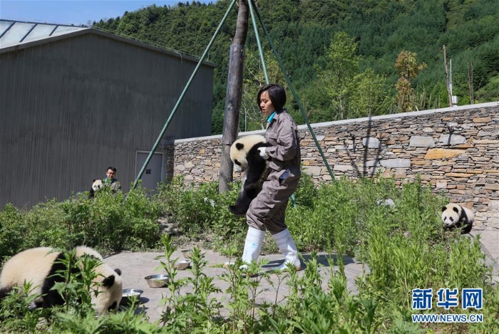 （社会）（12）藏在绿水青山间的大熊猫“幼儿园”