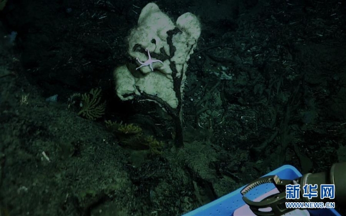 （图文互动）（2）我国科学家在南海甘泉海台首次发现冷水珊瑚群