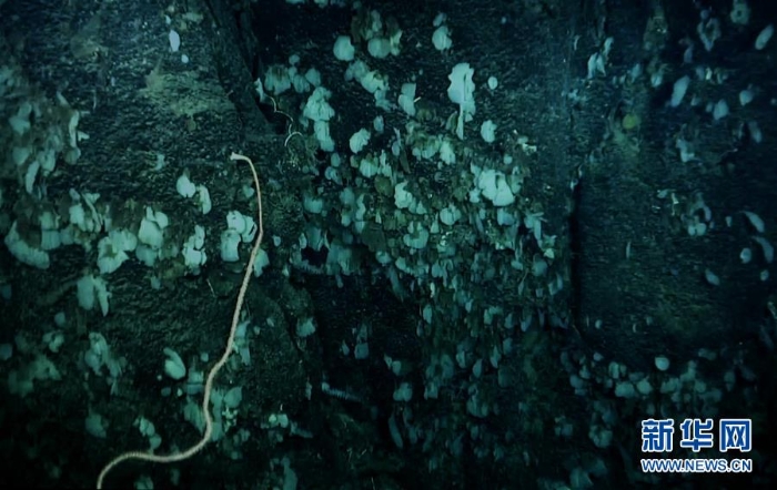 （图文互动）（4）我国科学家在南海甘泉海台首次发现冷水珊瑚群